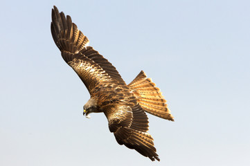 Red Kite, Milvus milvus