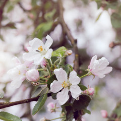 spring pink blossoming of trees/ Branches apple tree with flowers and raindrops