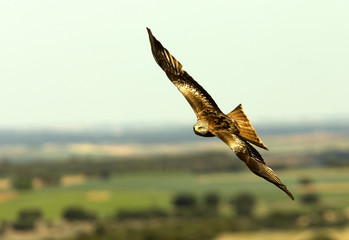 Red Kite, Milvus milvus