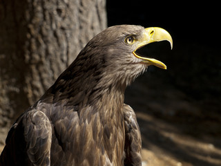 bird of prey screaming