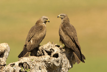 Black kite. Milvus migrans