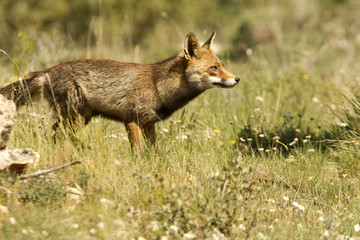 Red Fox, Vulpes vulpes