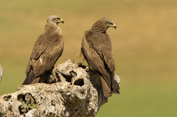 Black kite. Milvus migrans