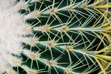 Close-up of Echinocactus grusonii details, a green natural background.