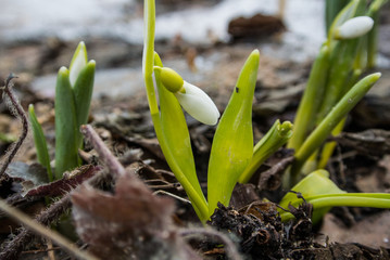 Snowdrops growing and flowering at the flowerbed at The Botanic Garden of Moscow State University on spring day, Moscow, Russia.