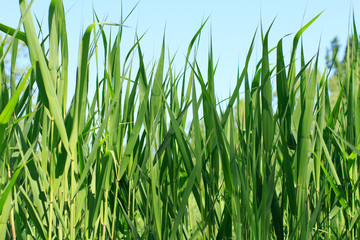 reed grass, reed beds