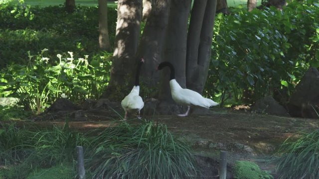 Andes mountains wild life:  owls, geese and  nature, Chile - 3