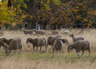 Obraz premium sheep under tree in autumn