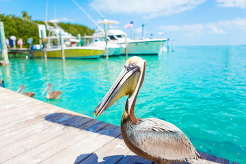 Big brown pelicans in Islamorada, Florida Keys