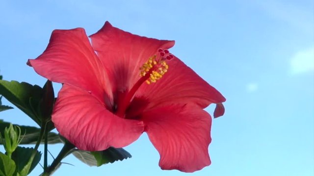 TIme Lapse Flower. Beautiful flower bloom. Red hibiscus blossom on background blue sky. High speed camera shot. Full HD 1080p. Timelapse 