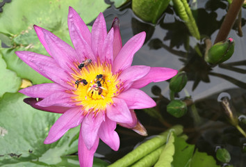 Violet Lotus or purple water lily with bee pollen