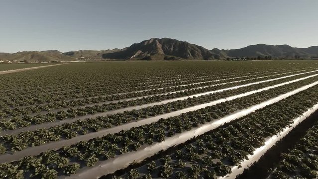 Flying over strawberry field with the mountains, California, 4K, Aerial - 1
