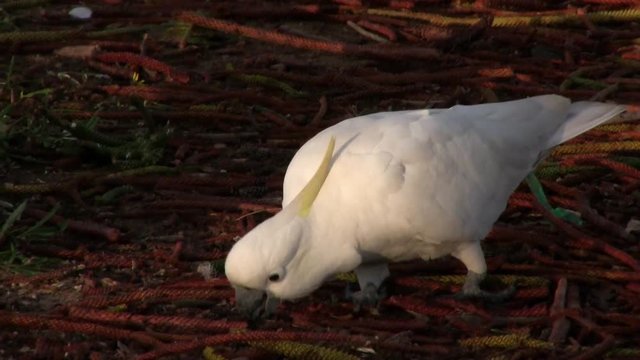 Cockatoos feeding by the side of the road in Australia - 1