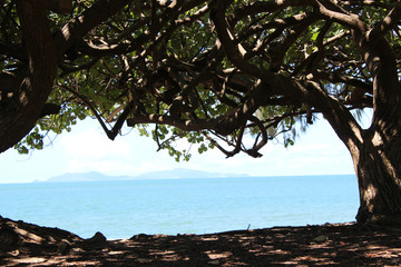 Foliage with beach view