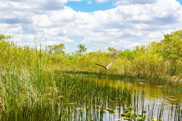 Florida wetland, Airboat ride at Everglades National Park in USA.
