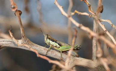 Closeup of Green Grasshopper on the green grass