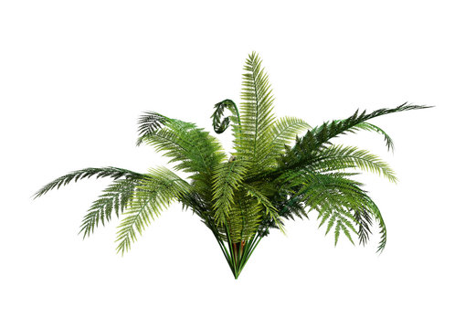 Fototapeta 3D Rendering Giant Fern on White