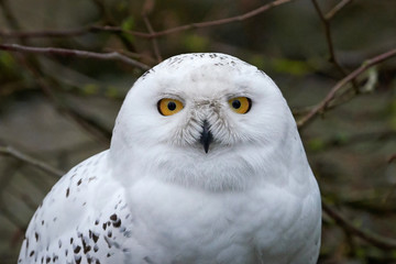 Obraz premium Snowy owl (bubo scandiacus)