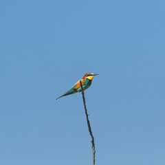 European Roller, Coracias garrulus, colorful bird