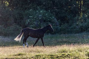 Pferde an der Müritz