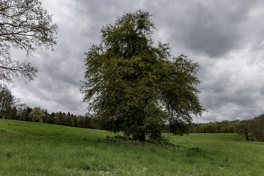 Alter wilder Apfelbaum © Jochen