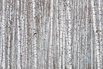 Peel and stick wall murals Birch grove birch forest