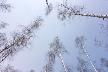 trees against sky