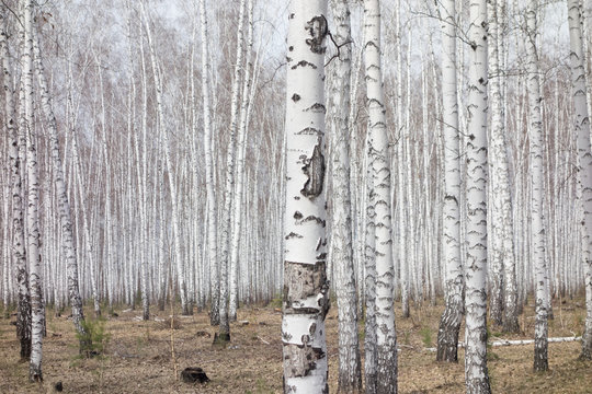 Fototapeta birch forest