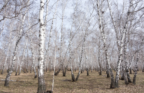 Fototapeta birch forest