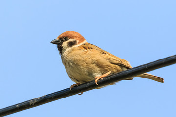 Sparrow male sitting on a telephone line