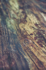 texture of bark wood use as natural background,Selective focus