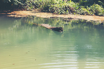 lake in the middle of the forest , thailand 