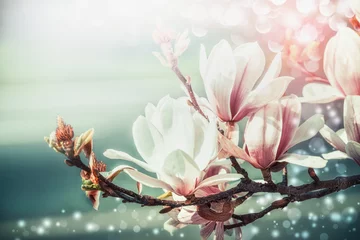 Gordijnen Verbazingwekkende magnoliabloesem met bokehlicht, lente natuur achtergrond, bloemenrand, vooraanzicht, buiten natuur in tuin of park. Bloemenrand © VICUSCHKA