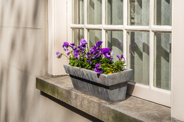 Purple flowering violas growing in a stone planter on a window sill