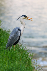 Grey heron standing on the river bank