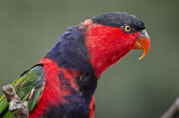 black-capped lory