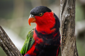black-capped lory