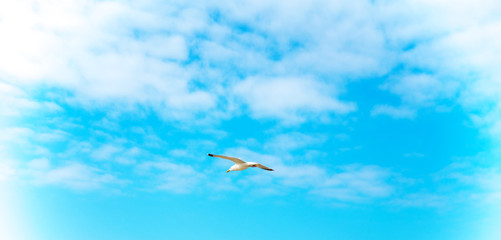 Möwe fliegt am blauen Himmel über den Strand