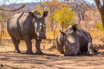 white rhino in the sun © Toreu