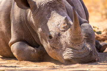 white rhino in the sun
