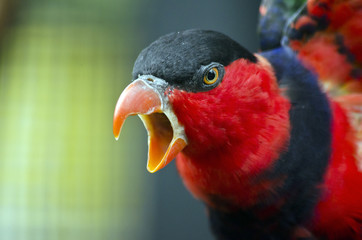 black-capped lory