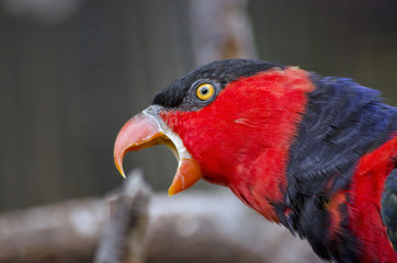 black-capped lory