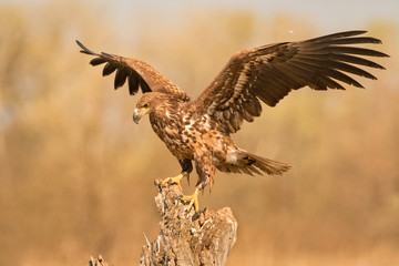 White-tailed Sea-eagle