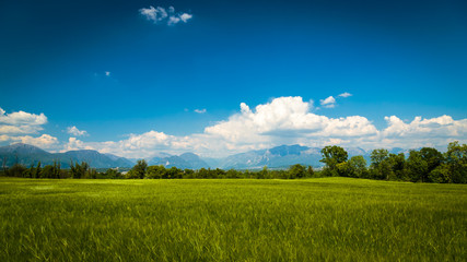 Fototapeta na wymiar Fields of Italy in a spring day