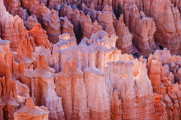 Hoodoos in the valley floor at sunrise in Bryce Canyon National Park amphitheater in Utah. The morning sun angles to create an illusion that some of the hoodoos are actually glowing from within.  
