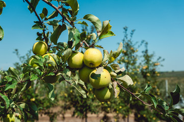 young apple trees, branch of ripe apples