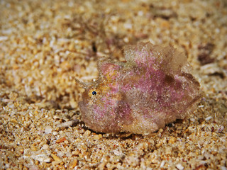 Juvenile Frogfish, Junger Anglerfisch