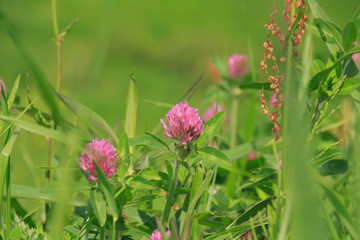 ムラサキツメクサ