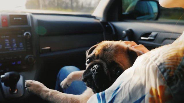 A pug dog travels in a car on his lap beside the mistress. We travel together with your favorite pet