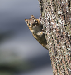Chipmunk stare